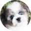 Saussie Puppy For Sale - Premier Pups